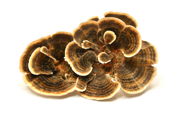 Turkey Tail Tincture 2 oz.