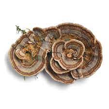 Dried Turkey Tail Mushroom 1 lb.