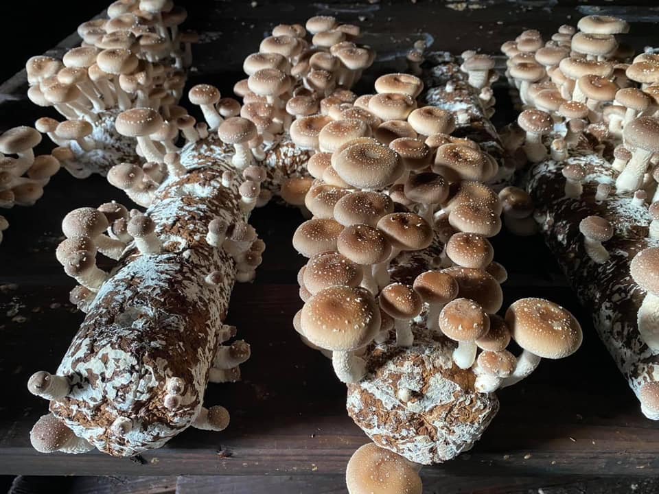 Shiitake Growing Kit