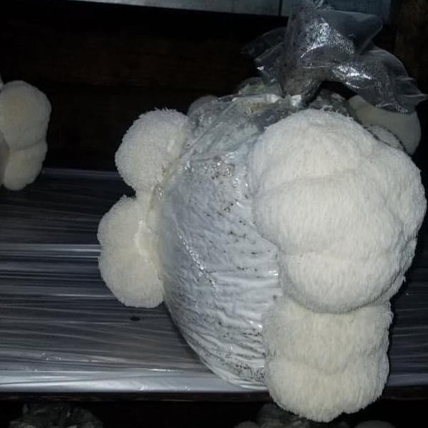 Lion's Mane Growing Kit MMMFarms